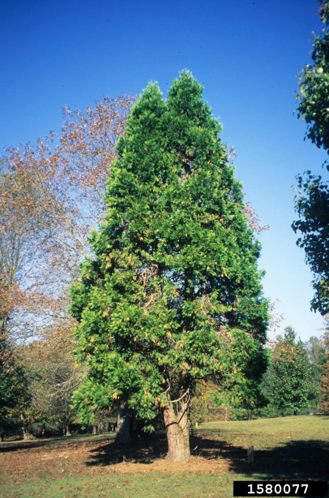 a large conifer with a conical canopy, with dead needles on ground at base of tree.