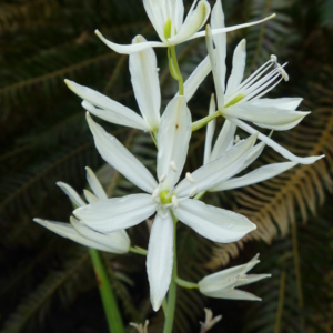 the spike of showy white star shaped flowers