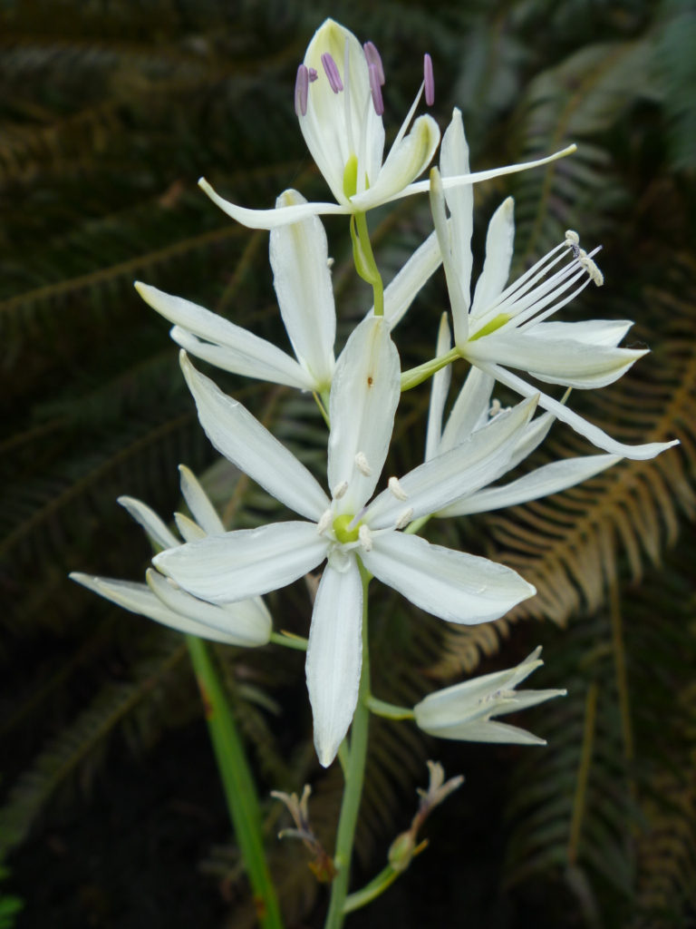the spike of showy white star shaped flowers