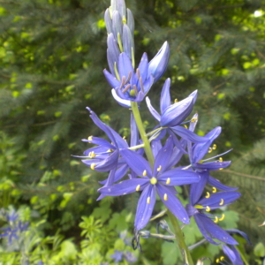 a spike of star shaped purple camas flowers