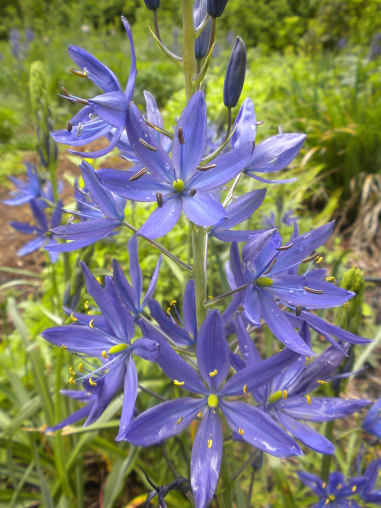the lovely light purple star shaped flowers of common camas