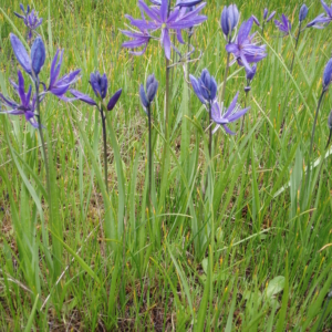 a field of camas mixed with grasses