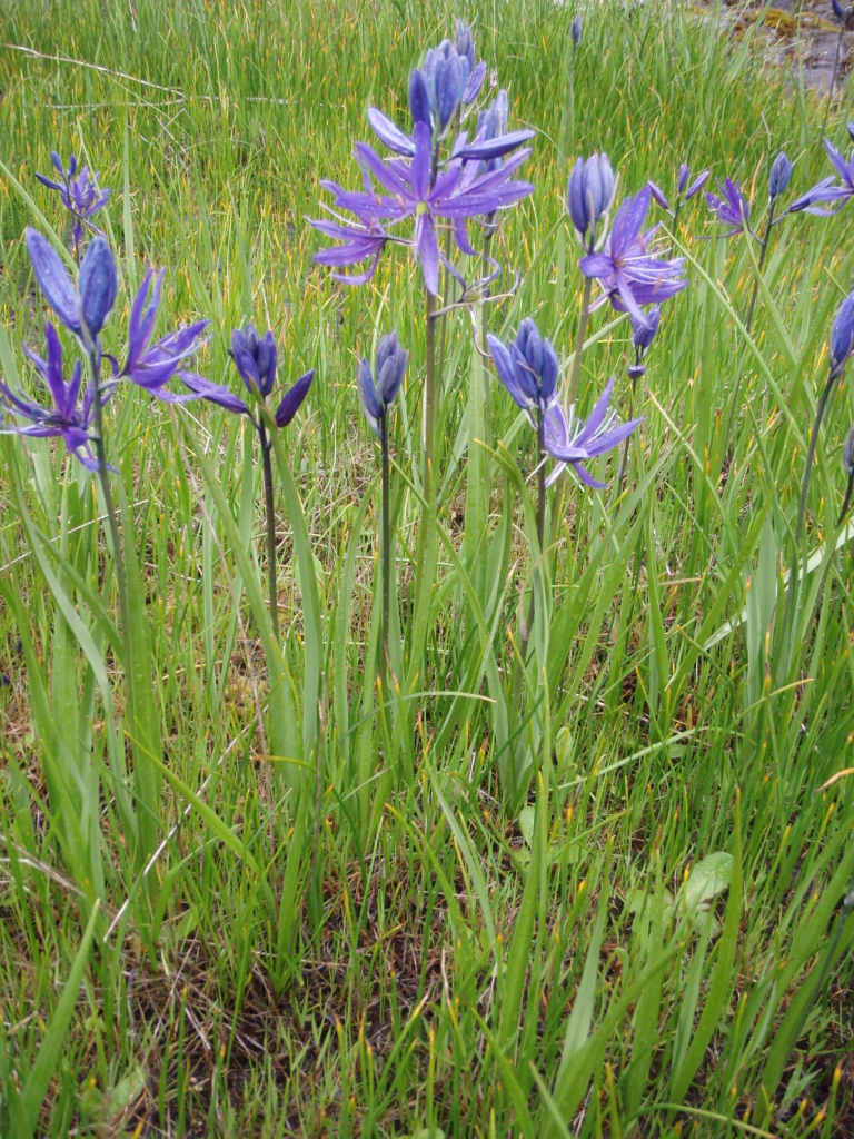 a field of camas mixed with grasses