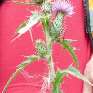 Italian Thistle Carduus pycnocephalus Stalk with long spiky leaves and green spiky unopened flower pod