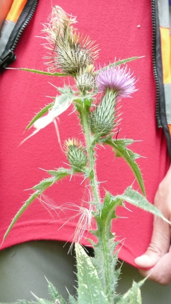 Italian Thistle Carduus pycnocephalus Stalk with long spiky leaves and green spiky unopened flower pod