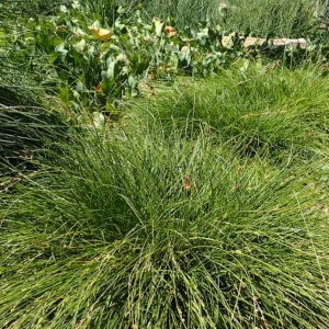 a rounded tuft of foothill sedge with thin leaves that are pretty straight.