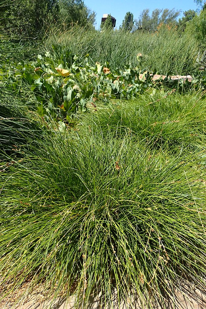 a rounded tuft of foothill sedge with thin leaves that are pretty straight.