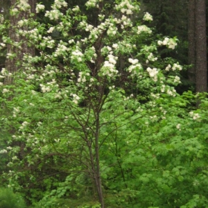 A shrub that grows upright with most of the leaves coming out from the top part of the plant, lower half is a few straight stems, rather reddish. Clusters of small white flowers at branch tips