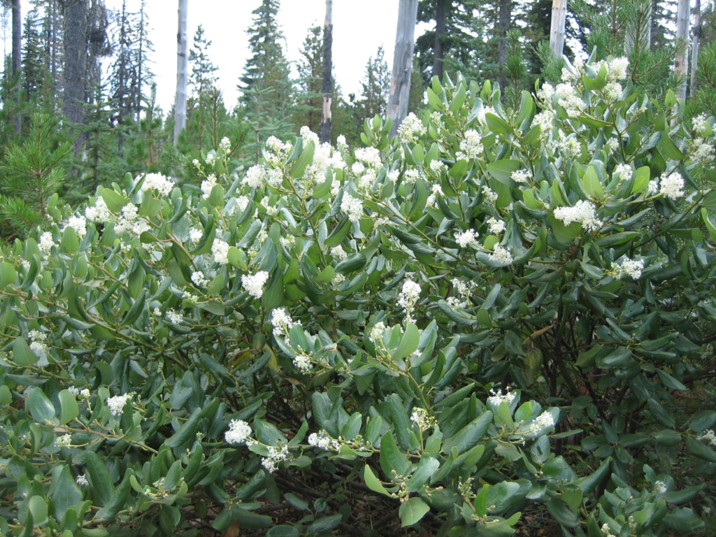 an attractive evergreen shrub; low growing with clusters of white flowers at tips.