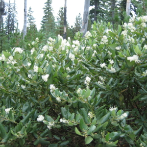 an attractive evergreen shrub; low growing with clusters of white flowers at tips.