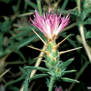 Pinkish flower subtended by bracts with long spines.