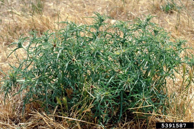 a clump of starthistle with thin leaves.