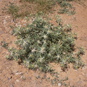 a mound of starburst leaves and purple tipped white flowers with long spines surrounded by dry, bare earth.