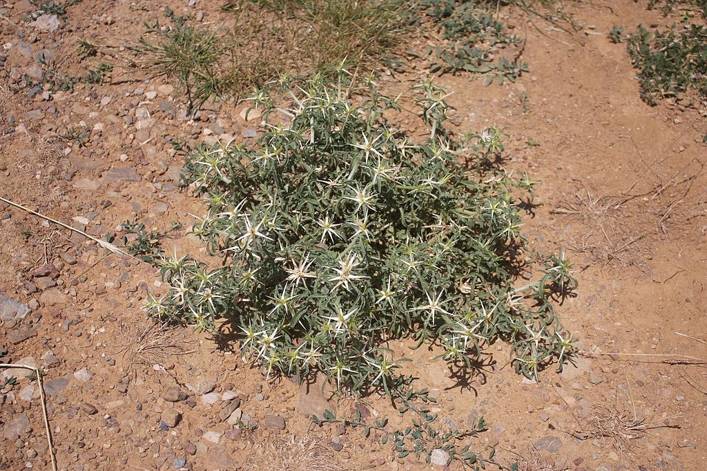 a mound of starburst leaves and purple tipped white flowers with long spines surrounded by dry, bare earth.