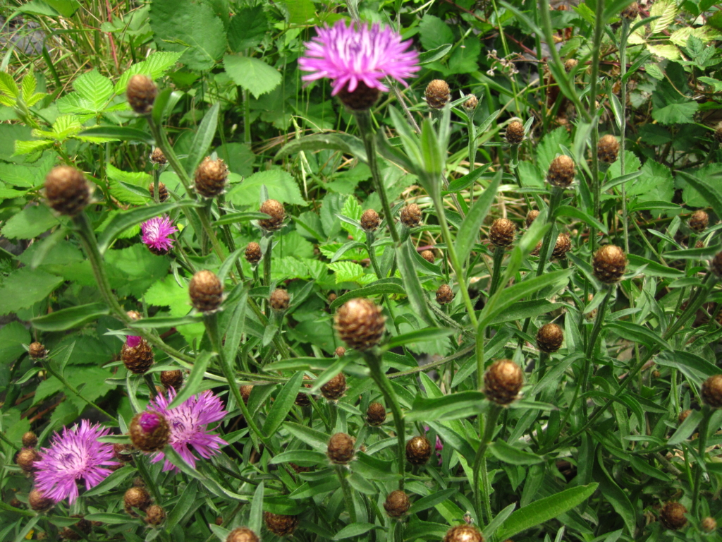 Meadow Knapweed Centaurea pratensis Purple flowers on long stems