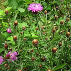 Meadow Knapweed Centaurea pratensis Purple flowers on long stems