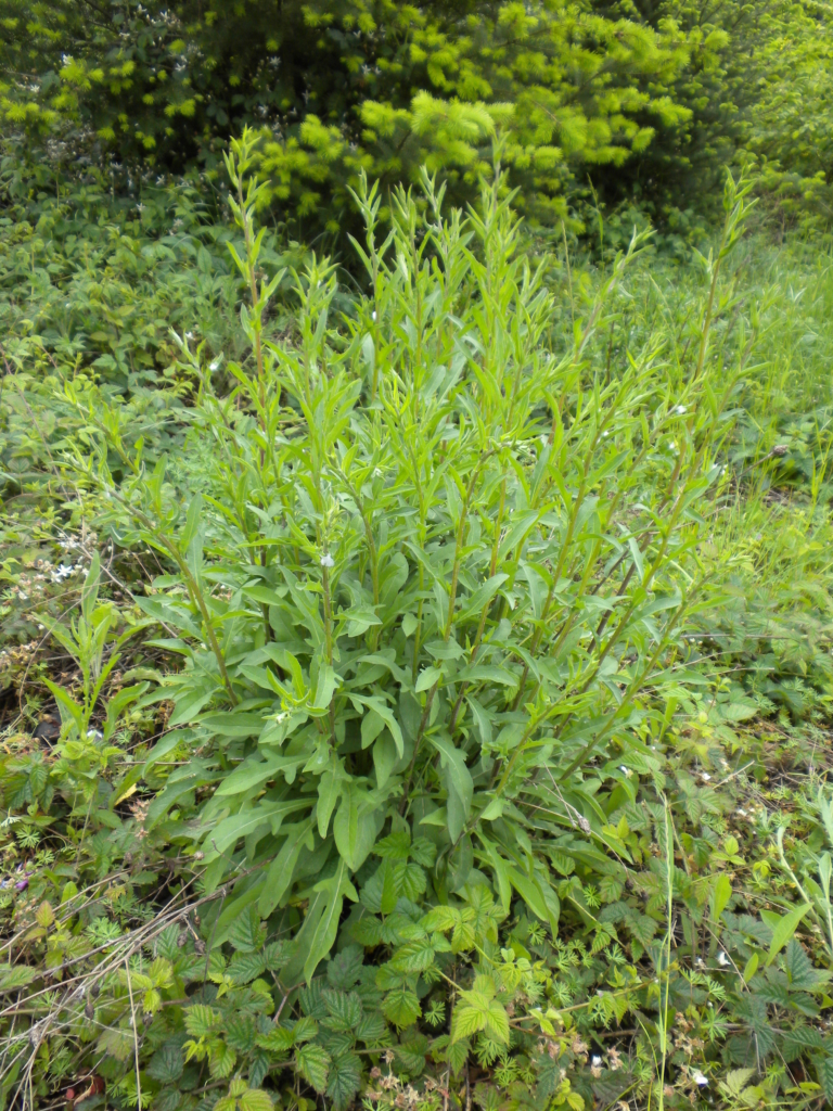 Meadow Knapweed Centaurea pratensis Green bushy shrub with long think green leaves on many shoots