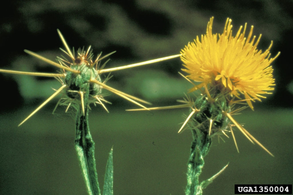 Two spiky flower heads, on spiky stems, with yellow flower