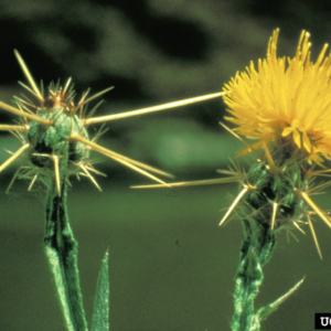 Two spiky flower heads, on spiky stems, with yellow flower