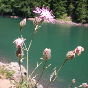 Slender stalks with flower buds opening up to whispy purple thin petalled flowers. Bracts have dark tips.