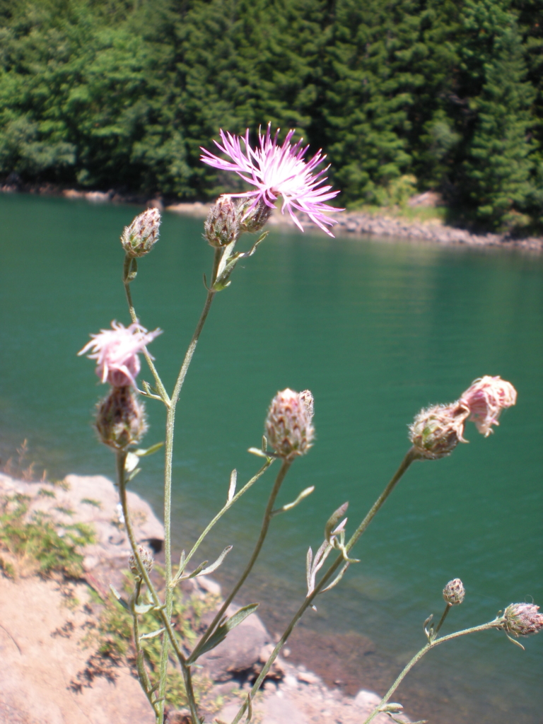 Slender stalks with flower buds opening up to whispy purple thin petalled flowers. Bracts have dark tips.