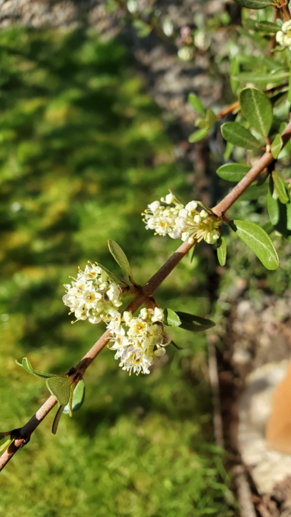 Buckbrush Ceanothus cuneatus stem with clusters of small white flowers and glossy oval leaves