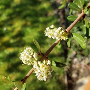 Buckbrush Ceanothus cuneatus stem with clusters of small white flowers and glossy oval leaves