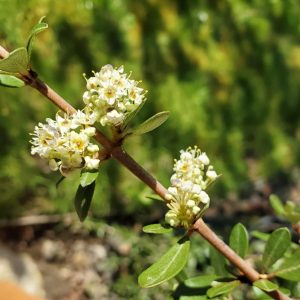 Buckbrush Ceanothus cuneatus stem with clusters of small white flowers and glossy oval leaves