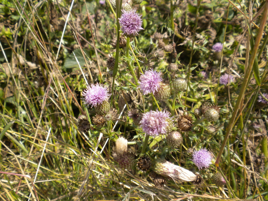 Canada Thistle Cirsium arvense Flower pods with small purple tufts