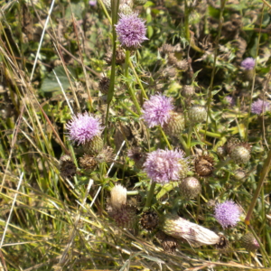 Canada Thistle Cirsium arvense Flower pods with small purple tufts