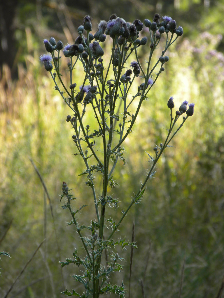Canada Thistle Cirsium arvense Stalk with small spiky leaves and several small pods with purple tufts