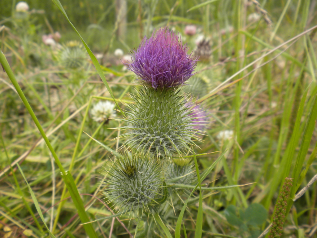 Bull Thistle Cirsium vulgare Spiny casing with purple tuft at top