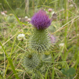 Bull Thistle Cirsium vulgare Spiny casing with purple tuft at top