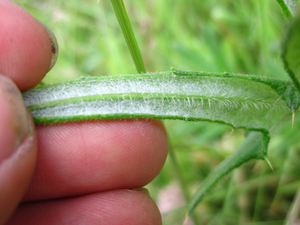 Bull Thistle Cirsium vulgare Underside of long spiky leaf showing white hairs