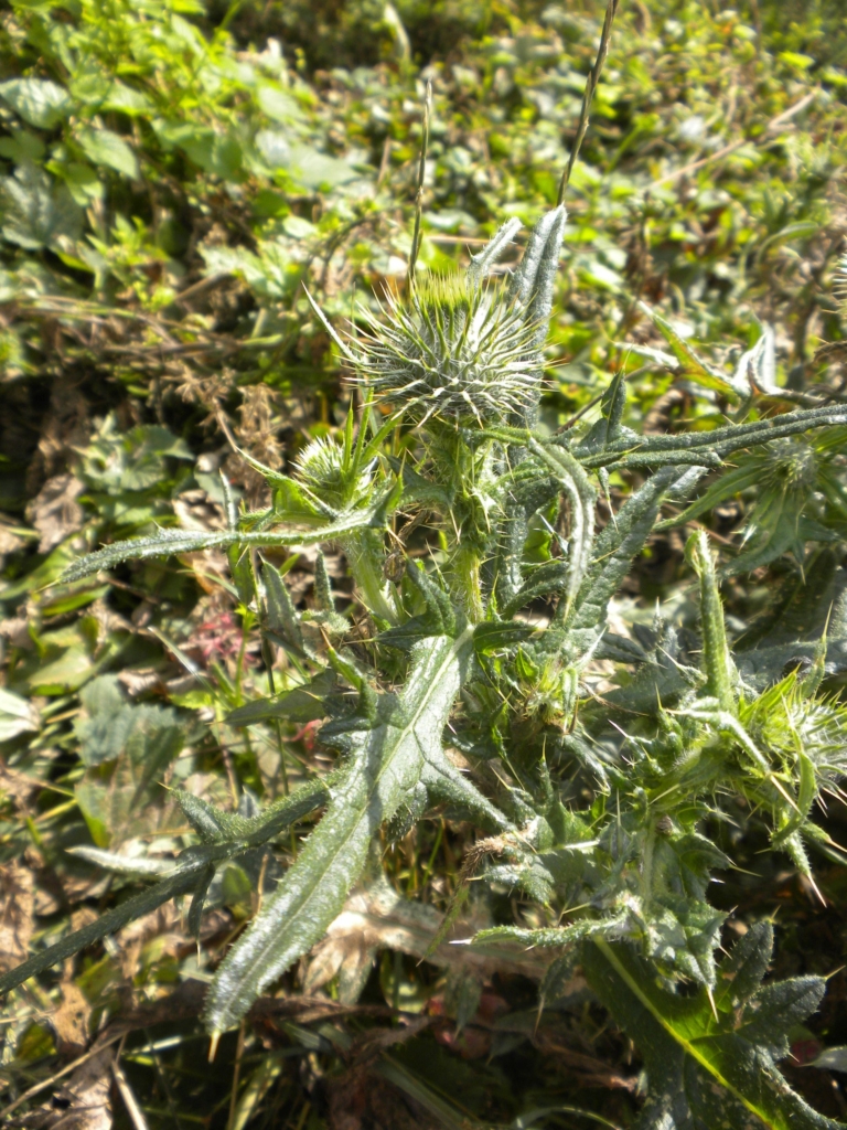 Bull Thistle Cirsium vulgare Stalk with long spiky leaves and green spiky unopened flower pod