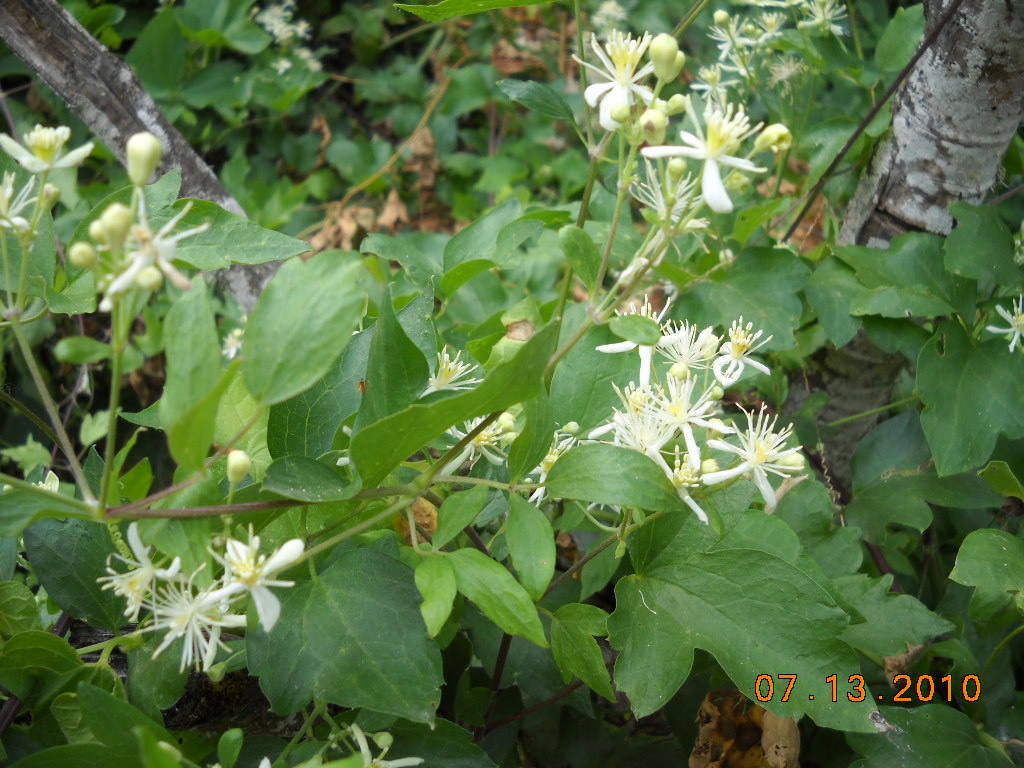 Old Man's Beard Clematis vitalba Shiny green leaves with small white flowers with long stamen