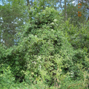 Old Man's Beard Clematis vitalba Tree with white flowers