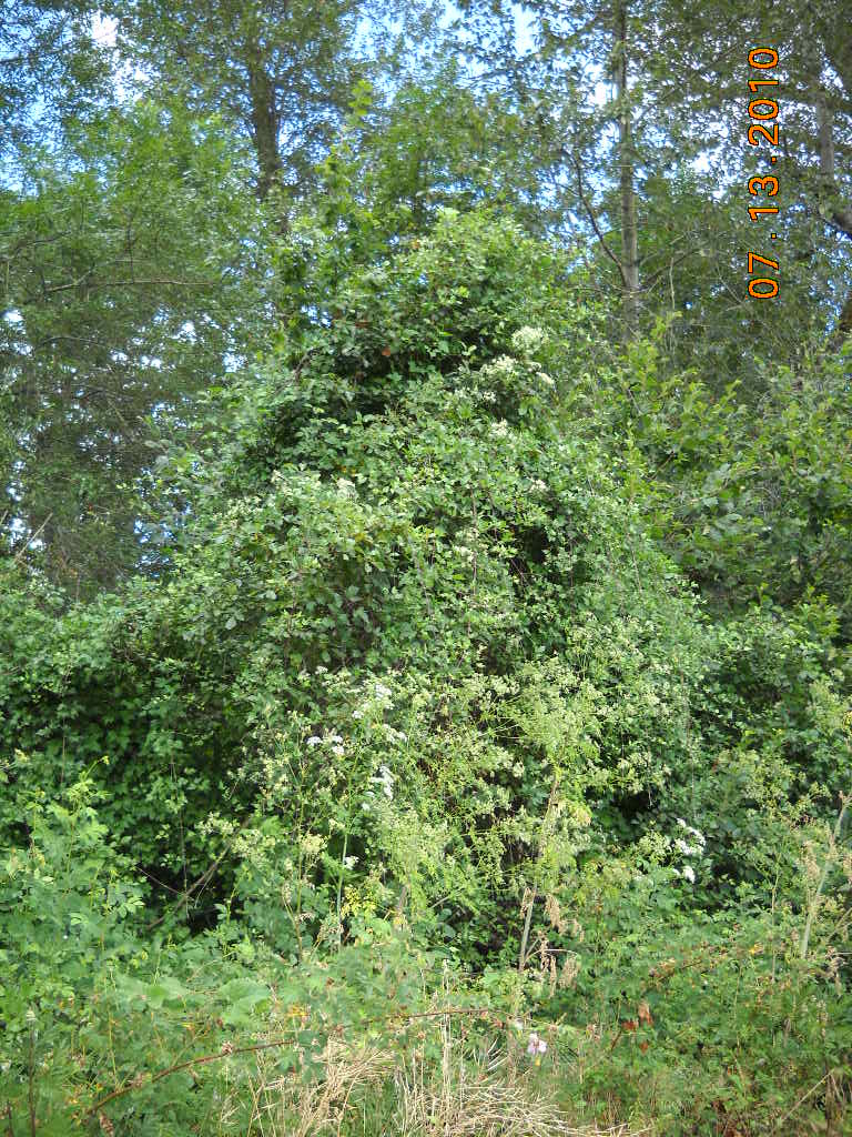 Old Man's Beard Clematis vitalba Tree with white flowers