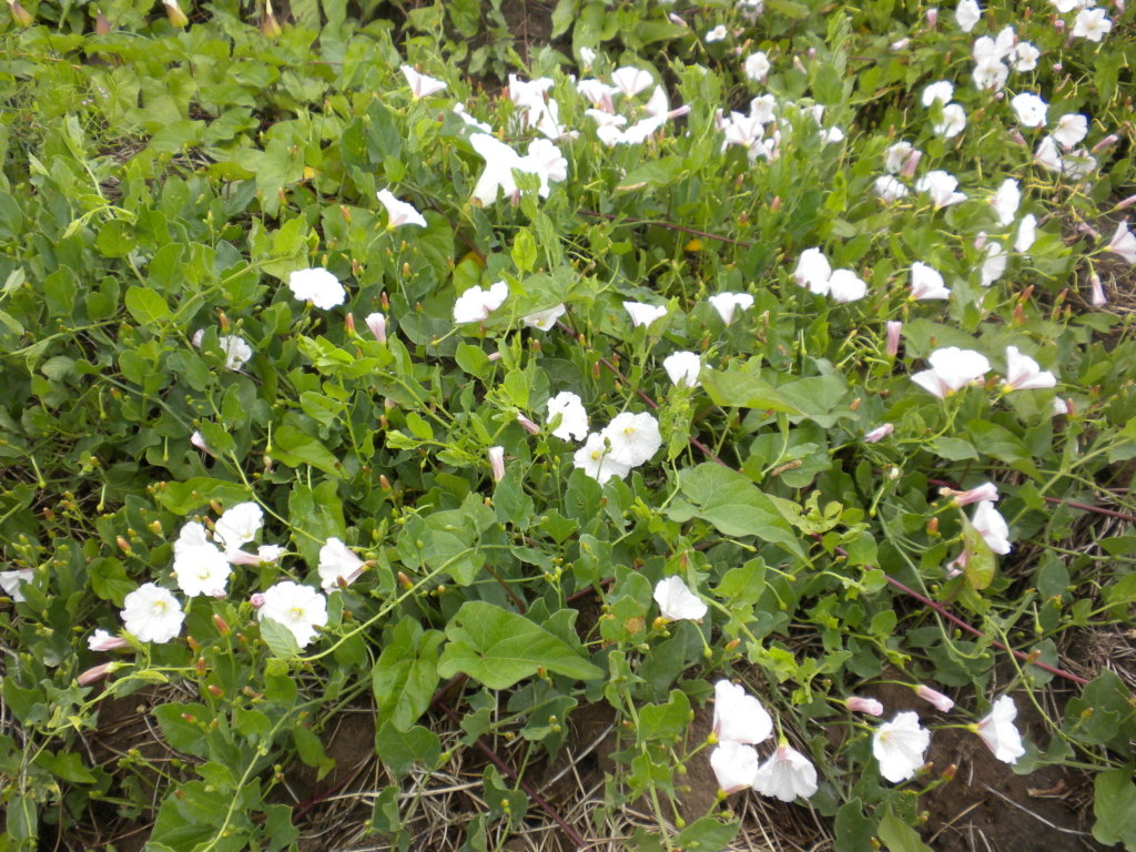Bindweed Convolvulus arvensis Ground cover with heart shaped leaves and large white flowers
