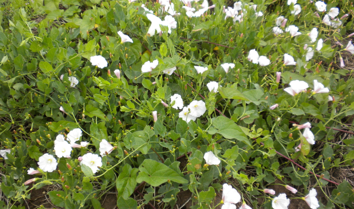 Bindweed Convolvulus arvensis Ground cover with heart shaped leaves and large white flowers