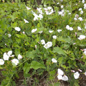 Bindweed Convolvulus arvensis Ground cover with heart shaped leaves and large white flowers