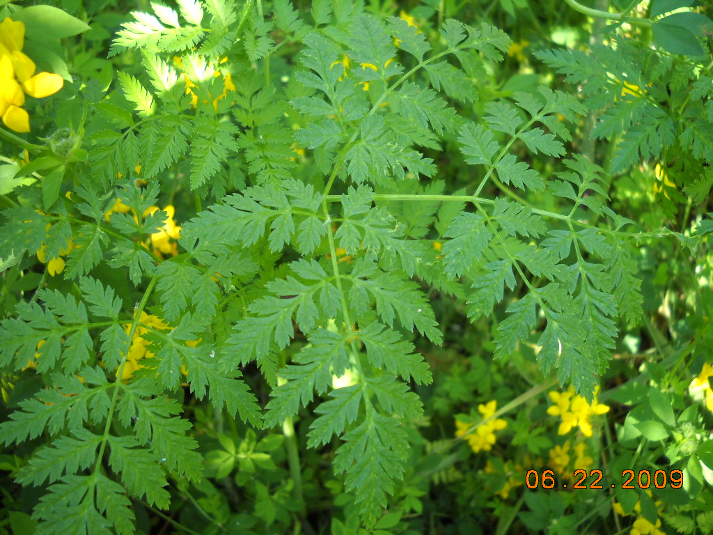 Poison Hemlock Conium maculatum Several stems of frilly green leaflets