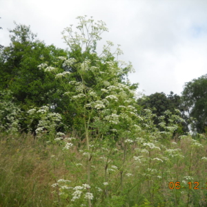 Poison Hemlock Conium maculatum Large stalk with several limbs with clusters of white flowers