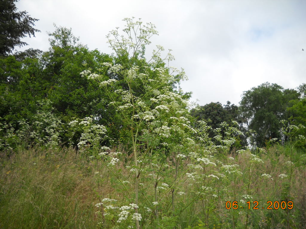 Poison Hemlock Conium maculatum Large stalk with several limbs with clusters of white flowers