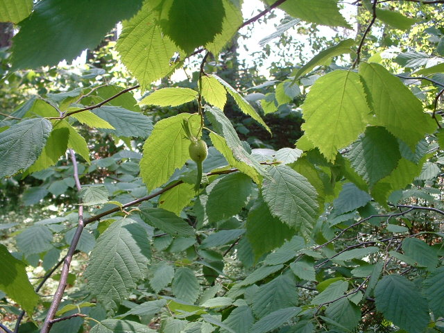Toothed, acuminate leaves are fussy on underside, small green hazelnut forming
