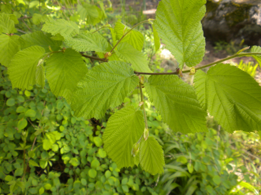 Beaked Hazelnut Corylus cornuta var californica Stem with large green serated edged leaves