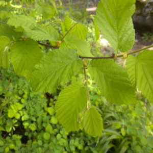 Beaked Hazelnut Corylus cornuta var californica Stem with large green serated edged leaves