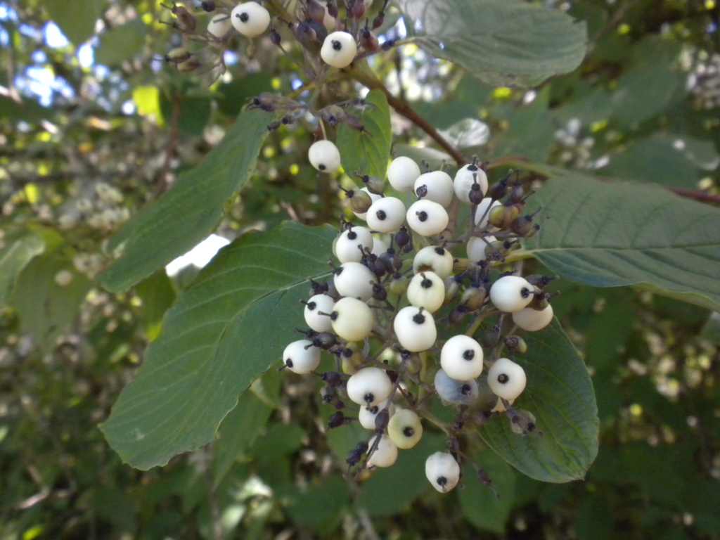 small white berries and green leaves