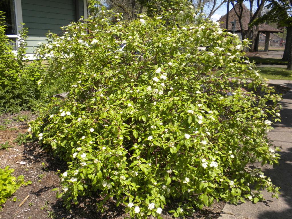 red-osier dogwood shrub in a yard