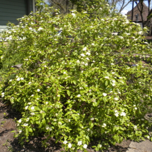 red-osier dogwood shrub in a yard